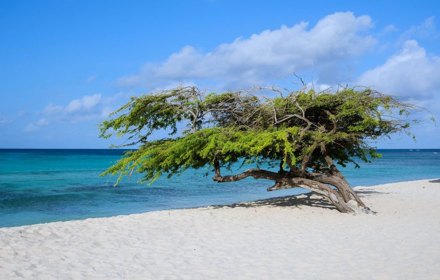 A divi-divi tree on the beach, Aruba